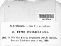 Uredo cyclogena image